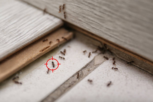 Wasp Removal Services in New Baltimore, MI